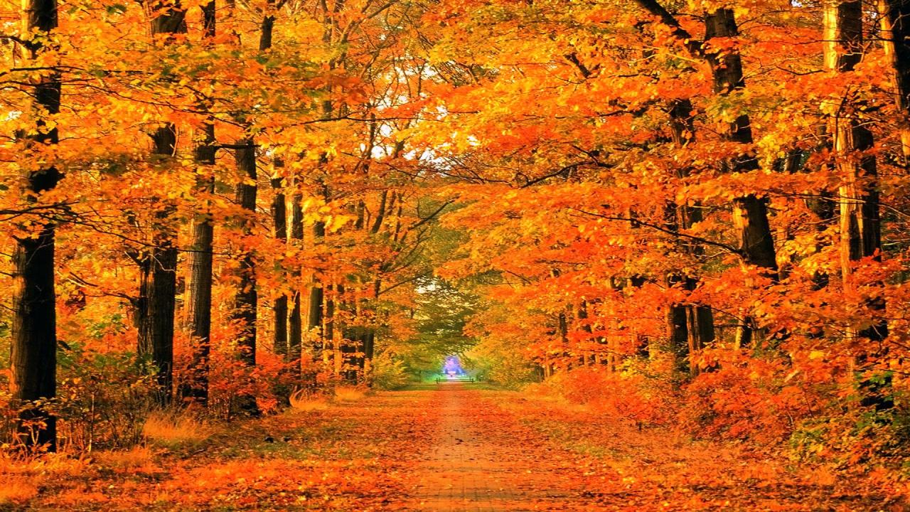 Autumn path | Soapin'spiration! | Pinterest | Fall desktop backgrounds ... Autumn path | Soapin'spiration! | Pinterest | Fall desktop backgrounds ...