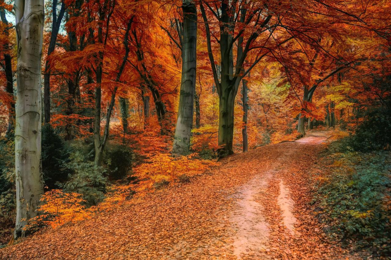 Autumn Wallpapers - 4k, HD Autumn Backgrounds on WallpaperBat