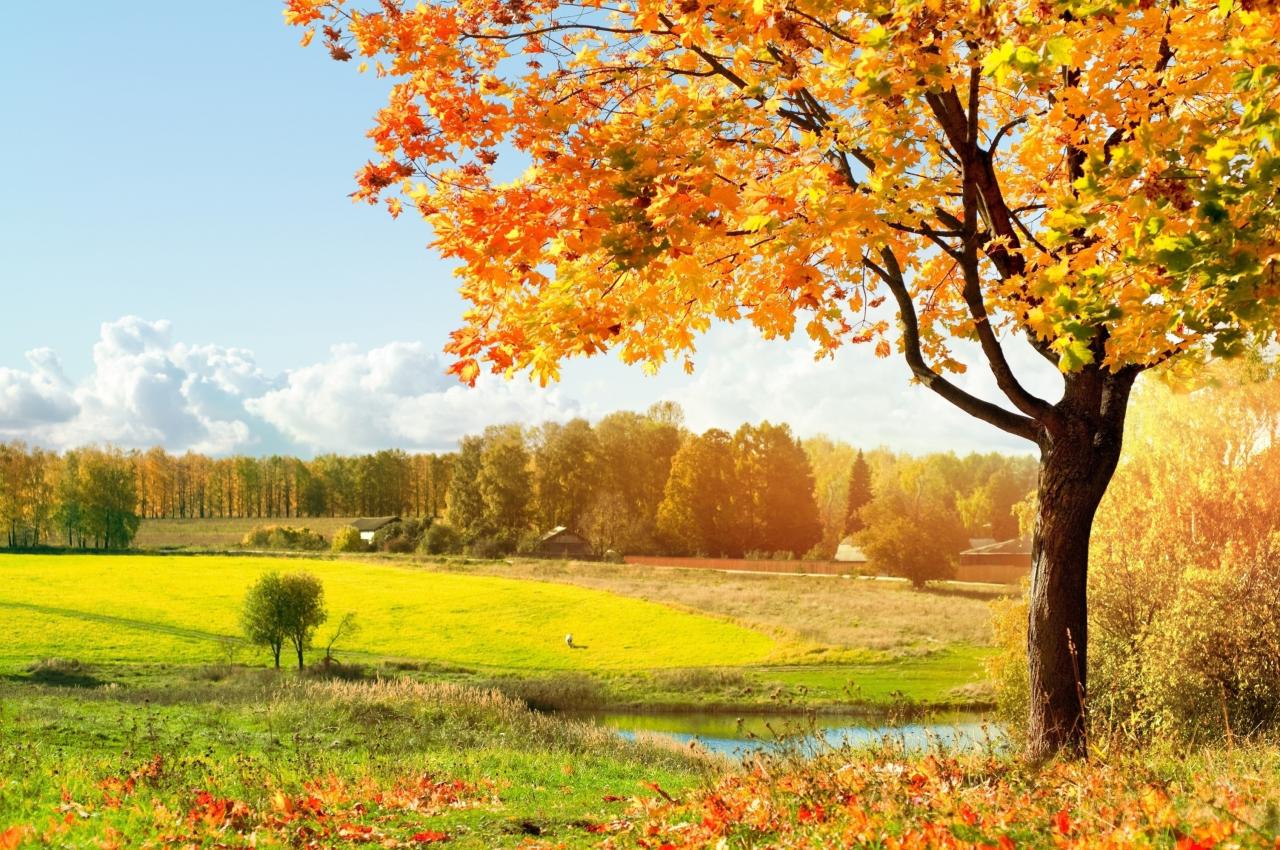 Autumn, Fall, Tree, Forest, Landscape, Nature, Leaves Wallpapers HD ...