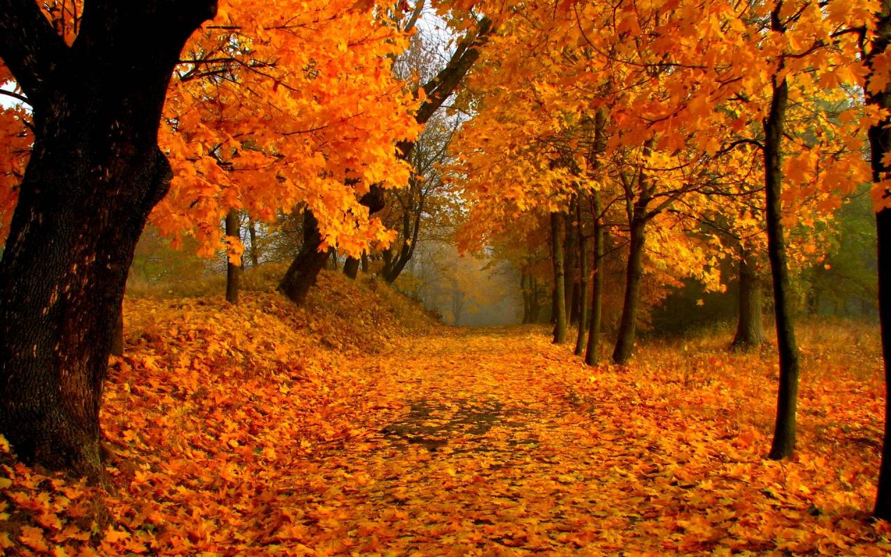 🔥 Free Download Image For Fall Foliage Wallpaper Widescreen by ...