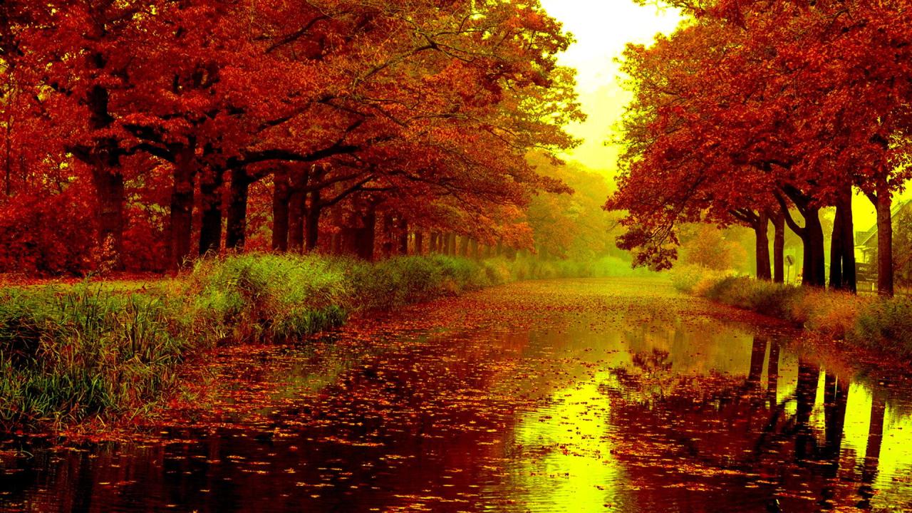 Maple Autumn Fall Leaves On River Between Red Leafed Trees HD Nature ...